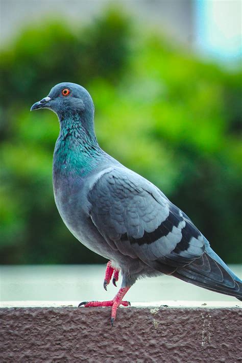 Pigeon Heart Love Hd Wallpaper Free