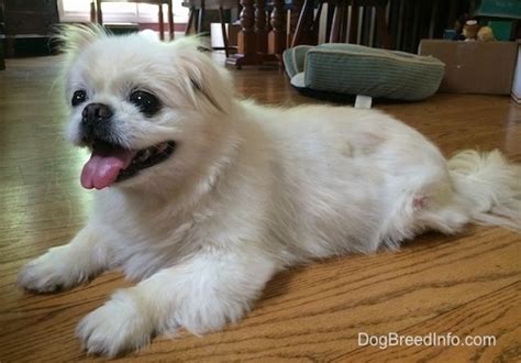 Pekingese Dog Breed Pictures 2