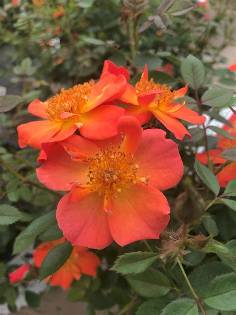 Rosa | Oso Easy Rose - Berns Garden Center