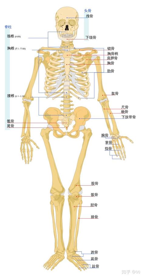 人体骨头分布图及名称 千图网