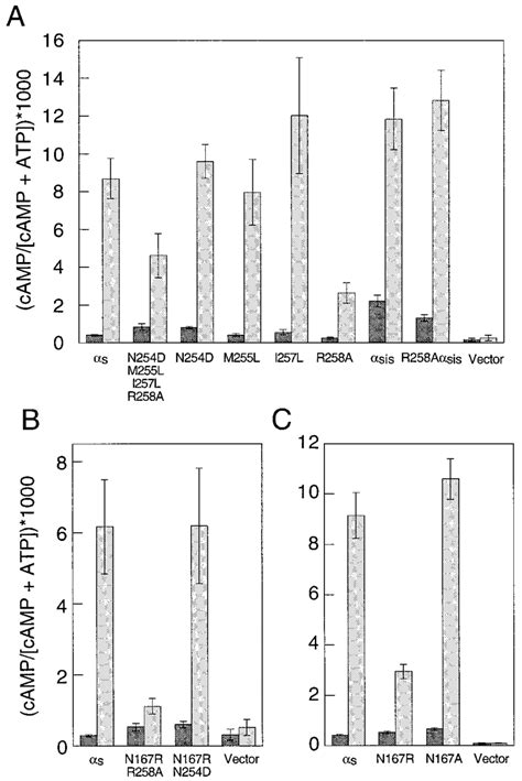 Receptor-mediated activation of mutant s proteins. cAMP accumulation ...