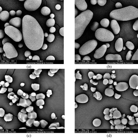 Sem Micrographs Of Potato And Corn Starch A Ratona Blanca Starch