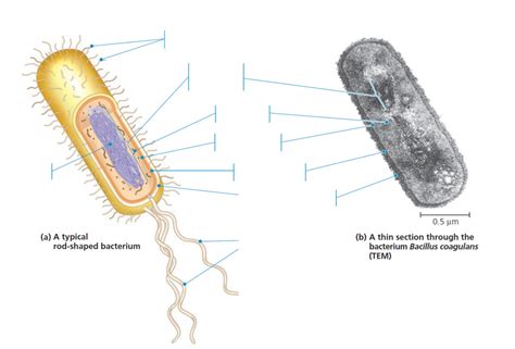 Prokaryotic Cells Diagram Quizlet