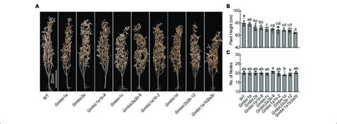 Plant Height Phenotypes Of Gmbic Mutants In Field A Representative