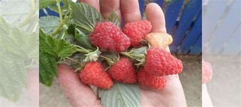 Малина летняя Соколица купить в Саратове | Товары для дома и дачи | Авито