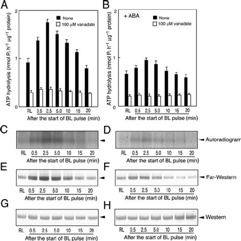 Inhibition Of Bl Dependent Atp Hydrolysis Phosphorylation Of H 1