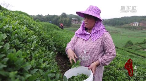 千城百县看中国｜福建宁化：春茶飘香 茶农采摘忙凤凰网视频凤凰网