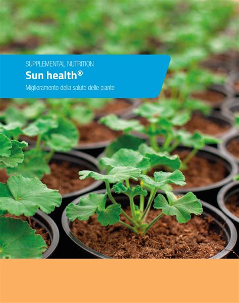 Sun Health Durante Il Ciclo Produttivo Le Piante Coltivate Sono