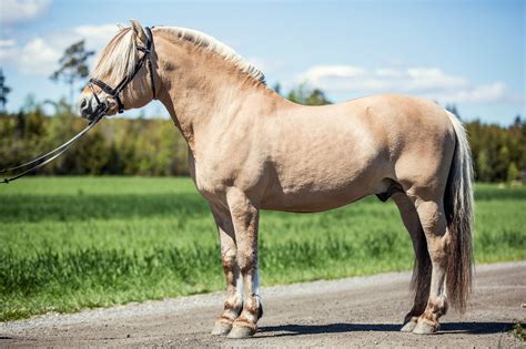 Sofin | Fjordhestportalen