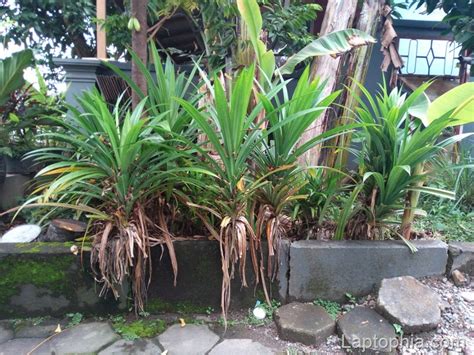 Infinix Hot Pro X Review Lawan Paling Tangguh Redmi A Laptophia