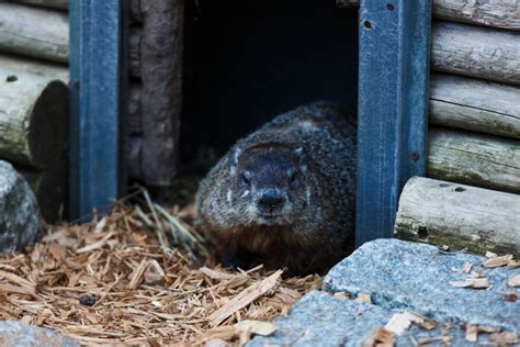 Staten Island Chuck predicts an early spring | amNewYork