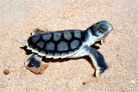 Flatback Sea Turtle – "OCEAN TREASURES" Memorial Library