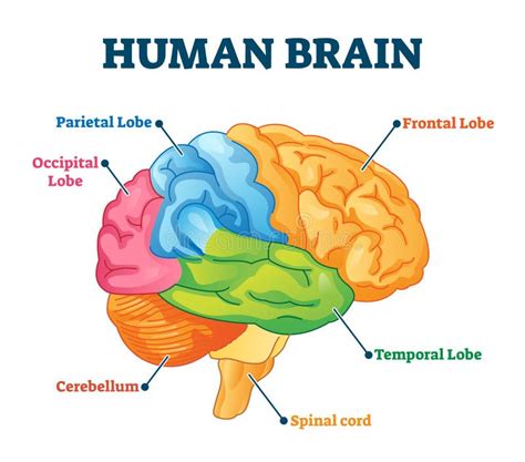 Parts Of Brain Stock Vector Illustration Of Medical 82709486