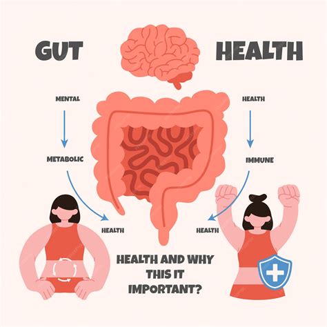 Free Vector | Hand drawn gut health infographic