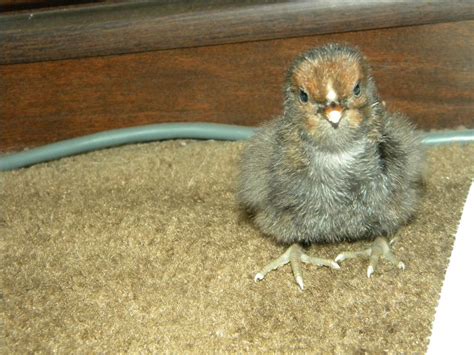 Sex Linked Information Page Backyard Chickens Learn How To Raise Chickens