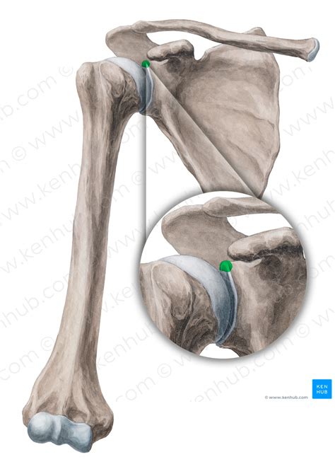 Supraglenoid Tubercle Of Scapula 9760 Kenhub Image License Store