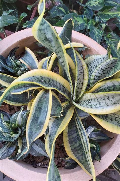 21 Different Varieties of Snake Plants to Grow Indoors | Gardener’s Path