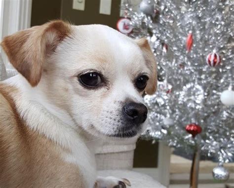 Can My Chihuahua Beagle Hang Out Here Rchihuahua