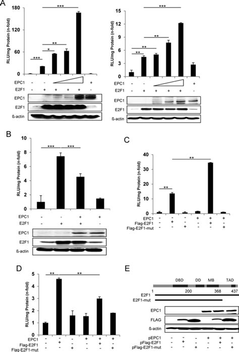 Modulation of E2F1 transcriptional activity by EPC1. (A) Regulation of ...