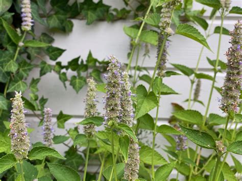 6 Reasons Why You Should Grow Anise Hyssop And How To Care For It