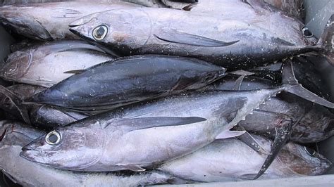 Albacore Tuna What To Know When And Where To Get It — Monterey Bay