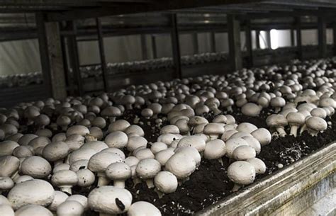 Exploring Mushroom Farming Potential in Kenya