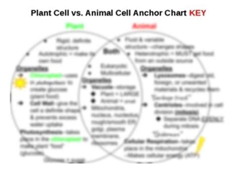 Plants Vs Fungi Vs Animals Venn Diagram
