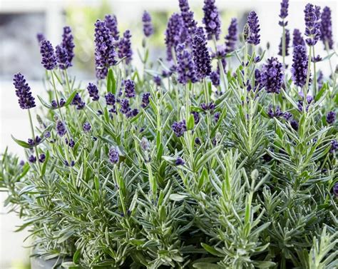 Неприхотливые садовые цветы-многолетники с фото и описанием