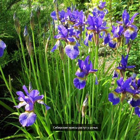 Ирис синий болотный для берега пруда купить PRUDIKI.RU