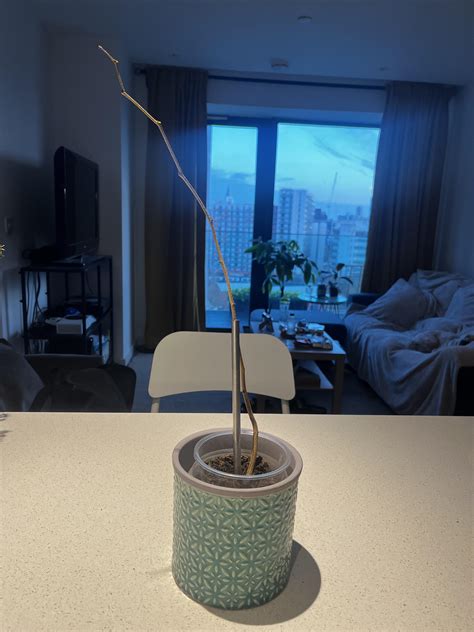 Really Been Working On The Taper Thoughts Rbonsai