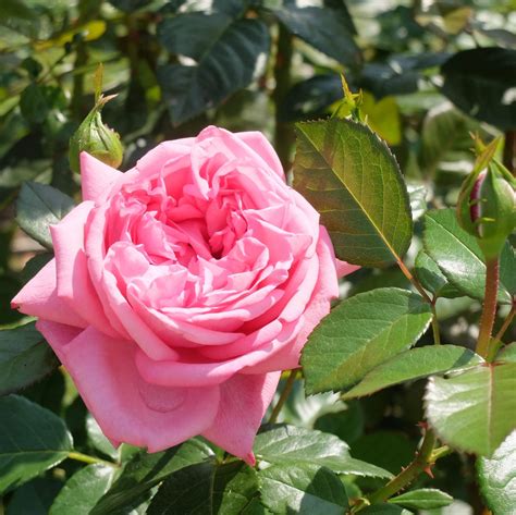 'Romina' - Arboretum