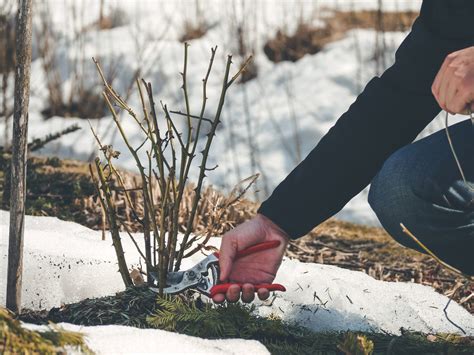 Comment protéger son jardin du froid Voici les astuces infaillibles