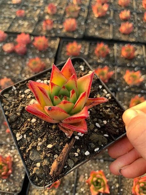 Printable Ncaa Bracket 23 Most Stunning Orange Succulents Balcony