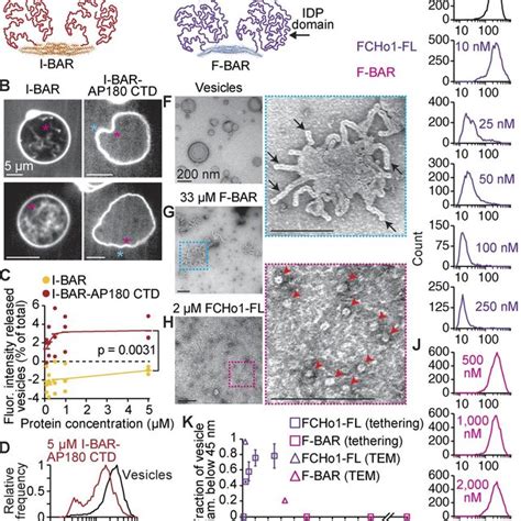 Amphiphysin Drives Membrane Fission While The N BAR Domain Stabilizes