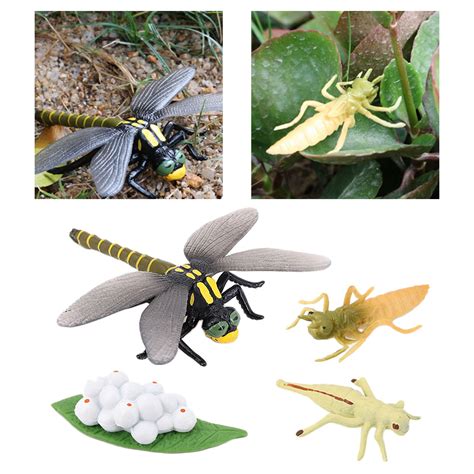 4 Stages Life Cycle of Dragonfly Nature Insects Li... – Vicedeal