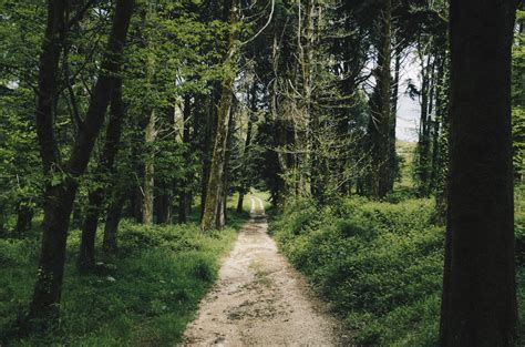 Images Gratuites Arbre La Nature Chemin R Gion Sauvage Plante