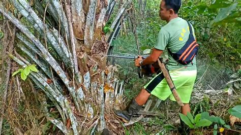 Akibat Harga Sawit Anjlok Petani Tebang Pohon Sawit Di Tengah