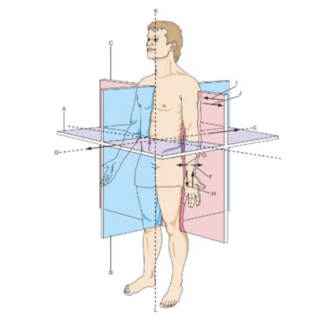 Anatomical Position Diagram Diagram | Quizlet