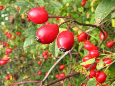 Wild Rose Rosehips Haws Free Photo On Pixabay Pixabay