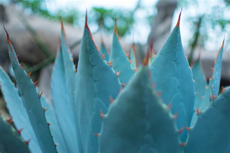 Royalty Free Blue Agave Pictures Images And Stock Photos Istock