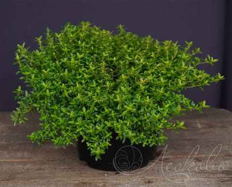 Тимьян обыкновенный (Thymus vulgaris `Fredo`) - Тимьян обыкновенный ...