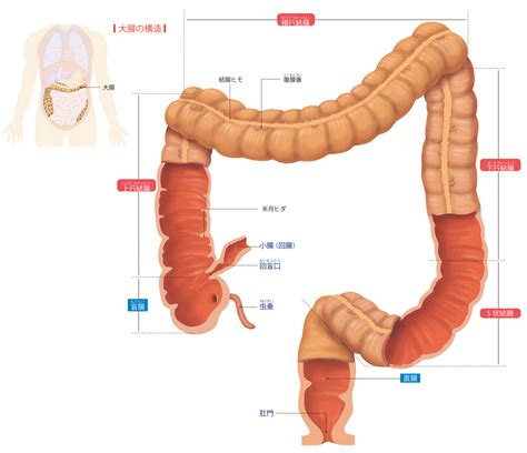 大腸のプロフィールとは？ 意味や使い方 コトバンク