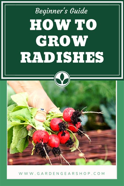 How To Grow Radishes At Home Quick Tips Artofit