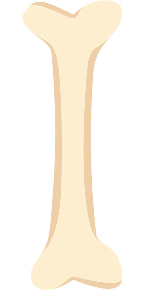 bone vector art   bone icons graphics pixabay