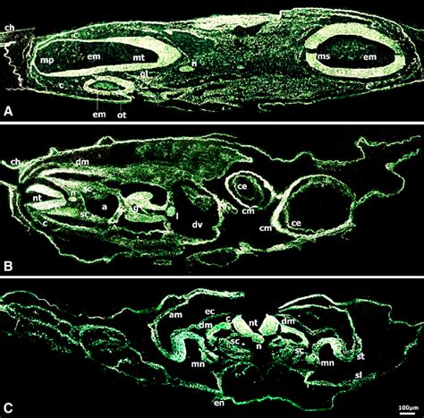 Immunolocalization Of Cd In Chick Embryo At Stage Hh Somites