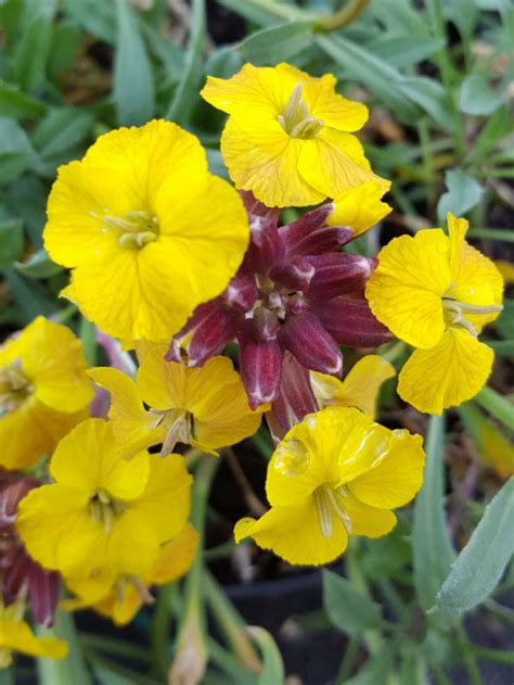 Erysimum John Codrington Beth Chatto Plants Gardens