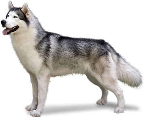 Husky Png Transparent Huskypng Images Pluspng