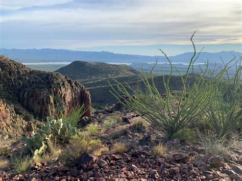 Tonto Basin The Arizona Native Plant Society