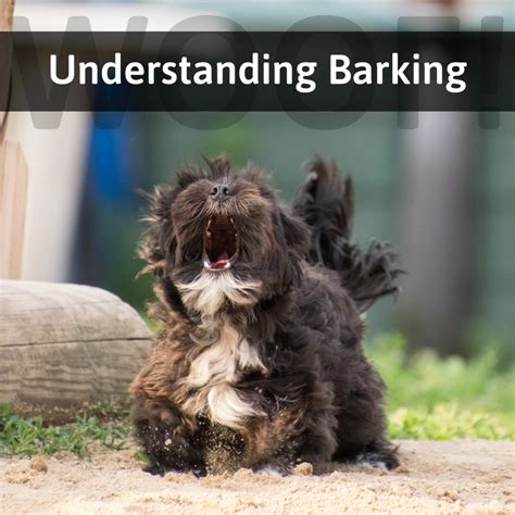 Why Do Dogs Bark Understanding Barking Behavior And Body Language