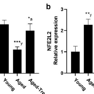 The Effects Of Trehalose On The Protein And MRNA Levels Of NFE2L2 In